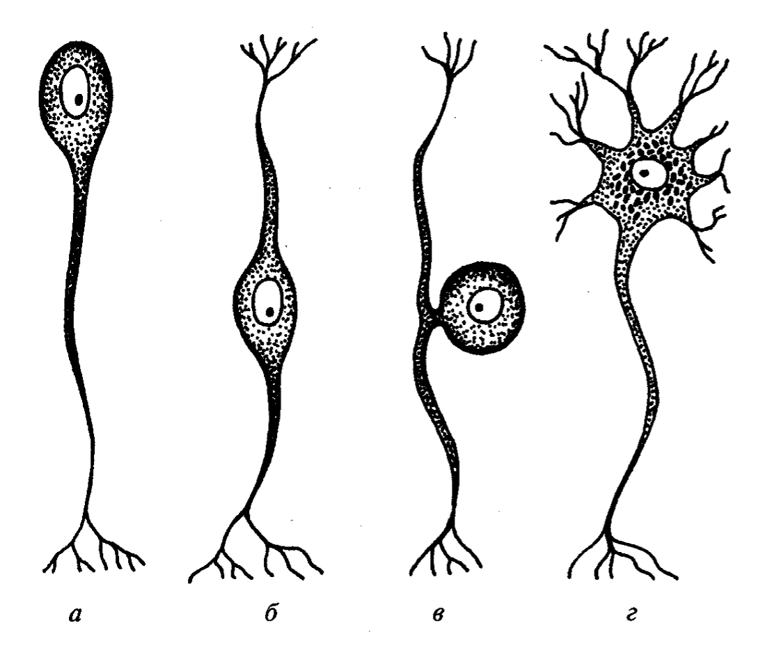 Примеры нервных клеток. Типы нейронов униполярные биполярные. Строение униполярного нейрона. Униполярный биполярный псевдоуниполярный мультиполярный. Строение мультиполярного нейрона.