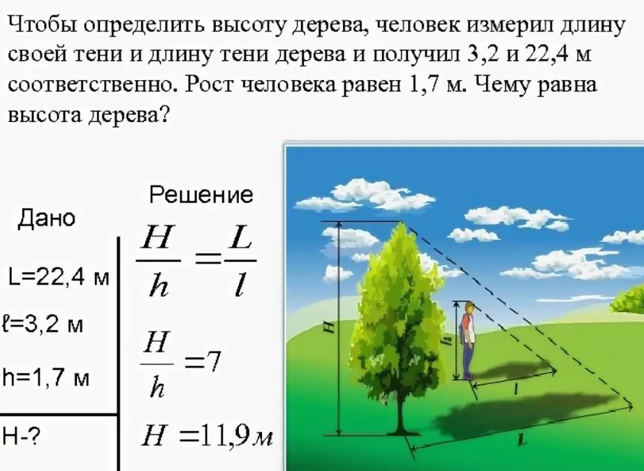 Первая высота. Как посчитать высоту дерева. Как определить высоту де. Измерение высоты дерева по тени. Задачи на нахождение высоты предмета.